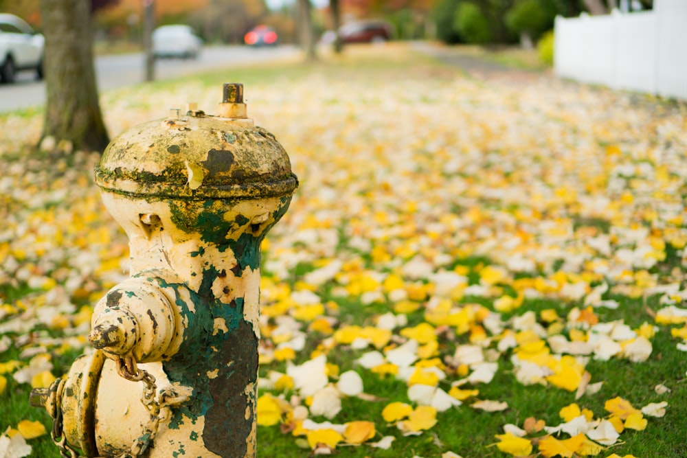 yellow fire hydrant beside leaves on ground during daytime