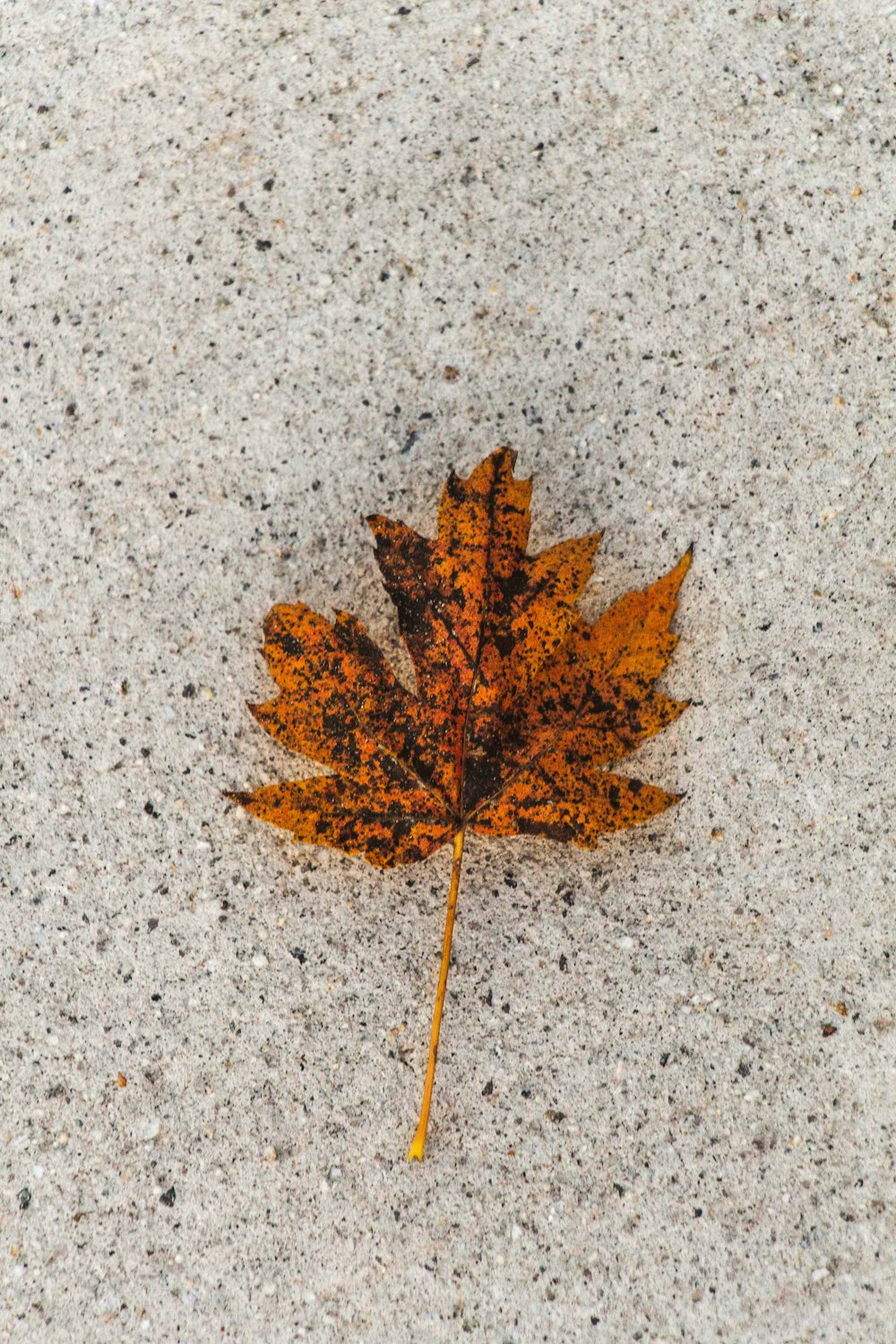dried maple leaf on concrete pavement