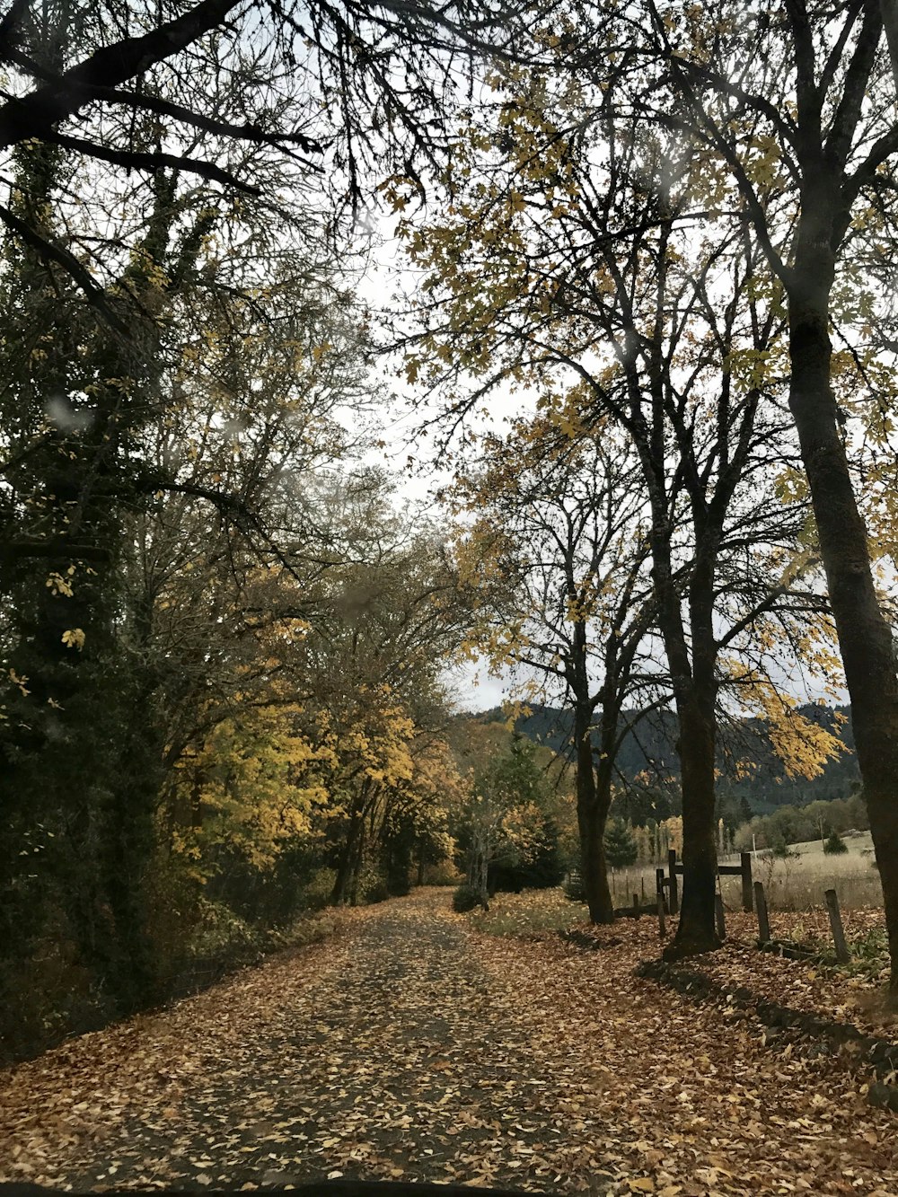 trees and empty road during daytime