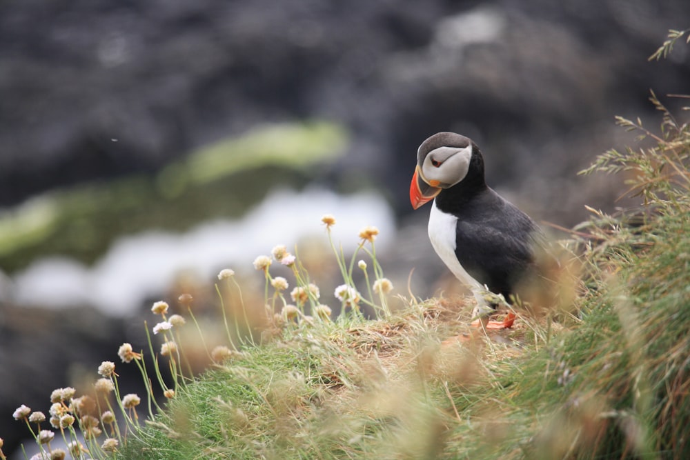 black and white bird on brown flower field