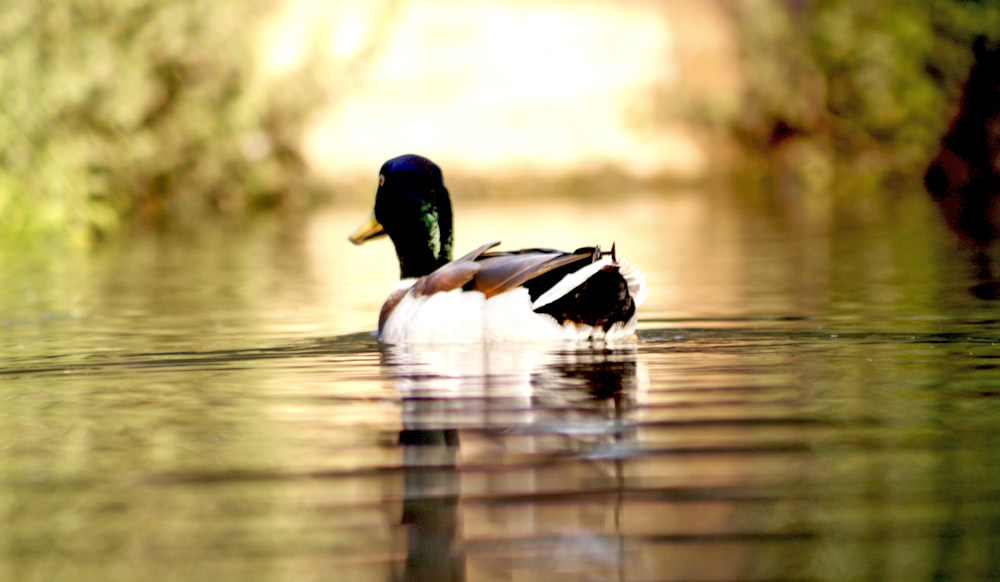 mallard duck on body of water