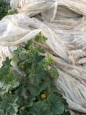 A pile of translucent plastic sheets is stacked with green foliage and yellow flowers growing through the gaps, indicating a contrast between nature and artificial materials.