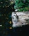 A penguin stands on a rock surrounded by greenery, near a body of water with floating leaves.