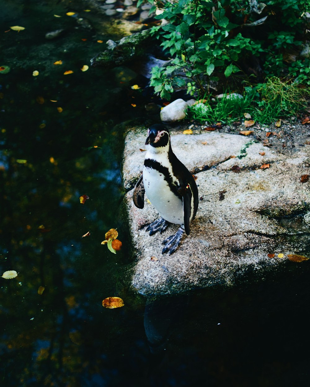 selective focus photography of penguin