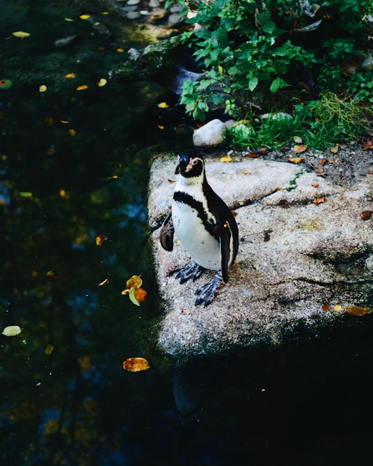 selective focus photography of penguin in Hellabrunn Zoo Germany