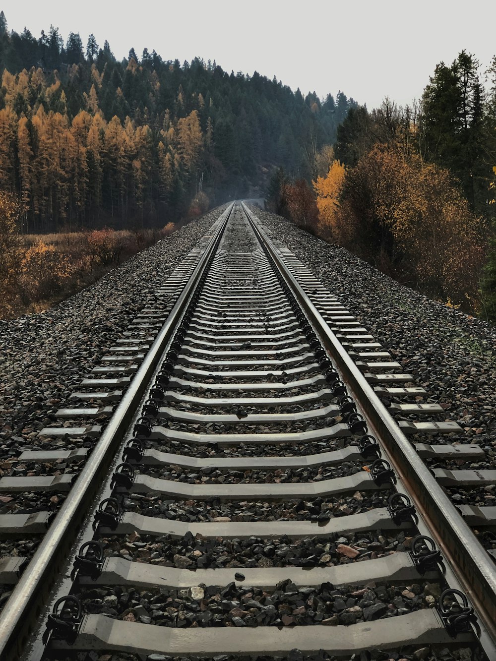 背の高い木々の間の鉄道