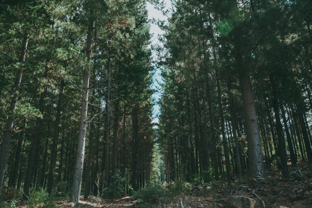 low angle photography of forest