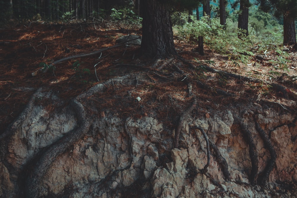 brown tree roots