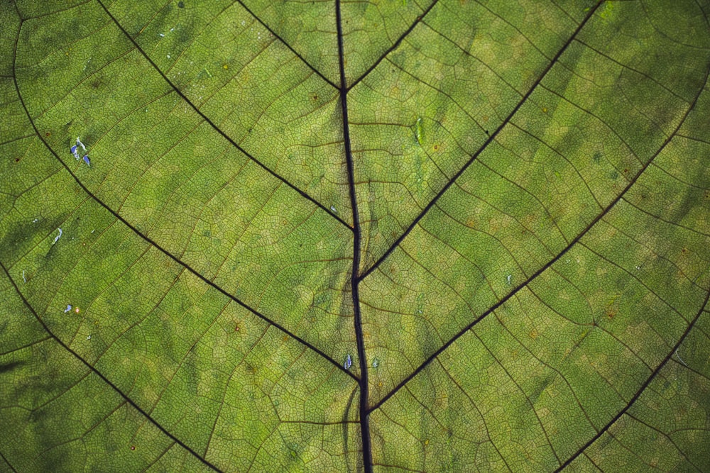 Photographie en gros plan de feuille verte