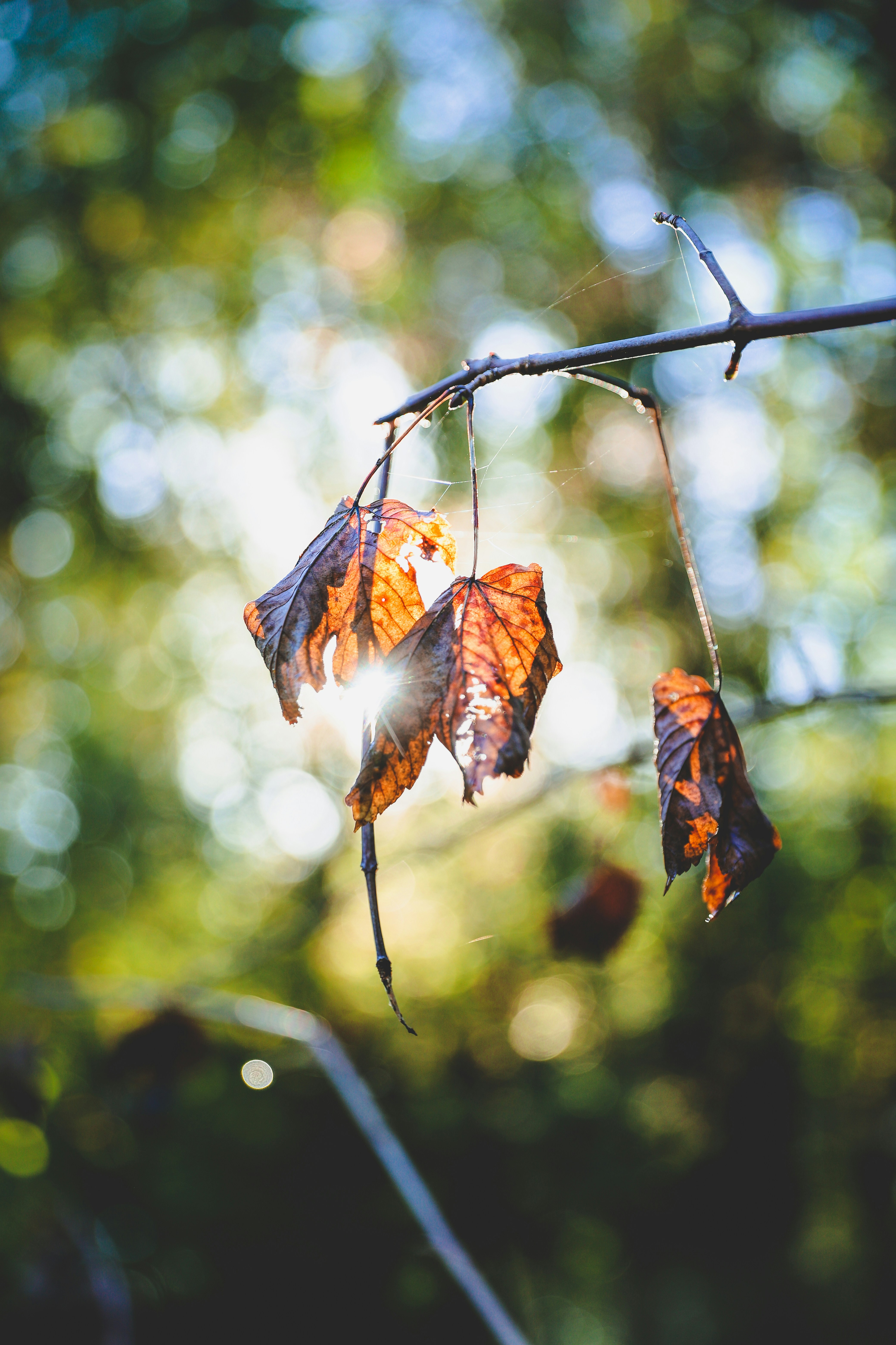 Photo by brunovdkraan
