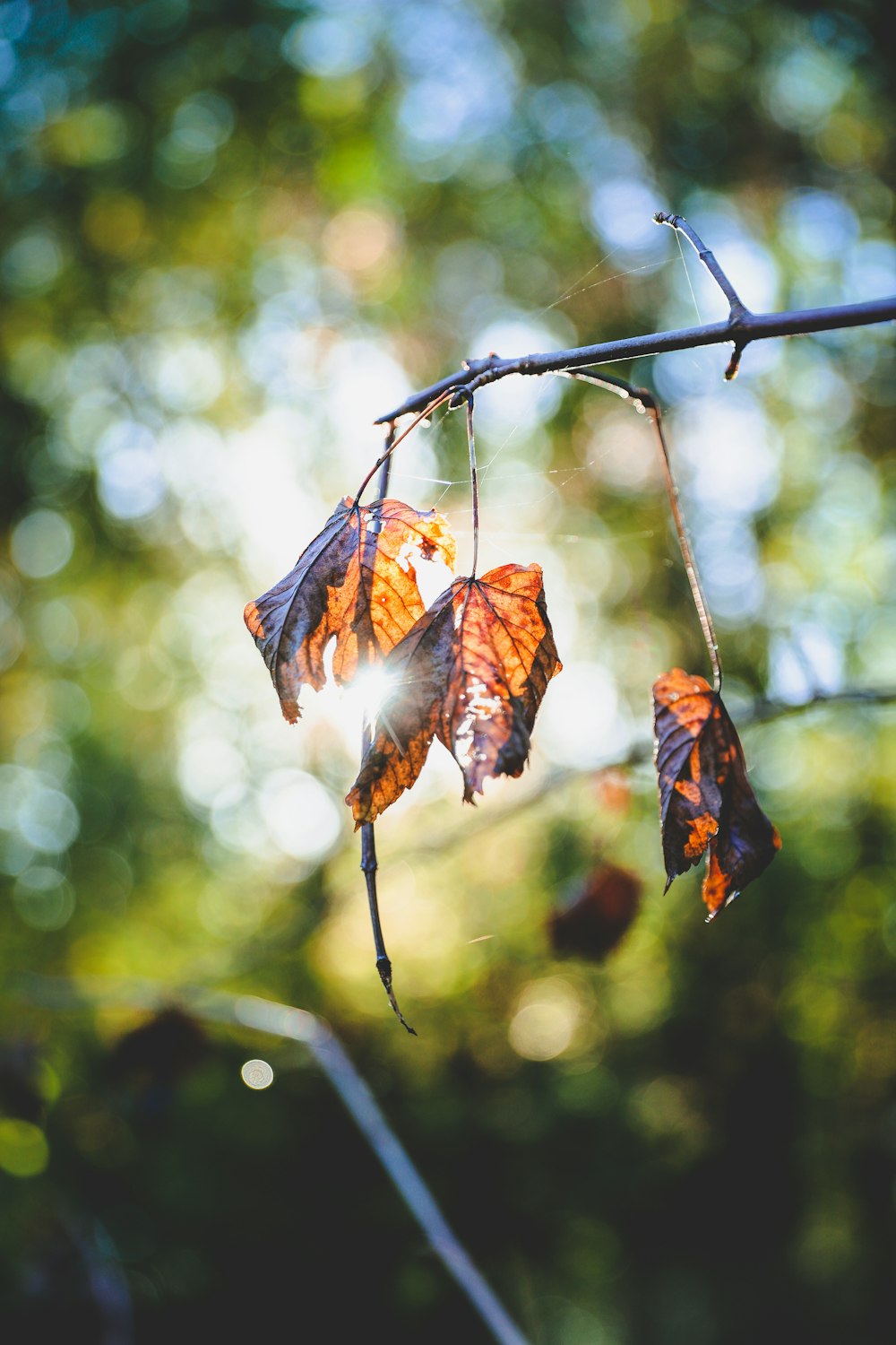 brown leaves