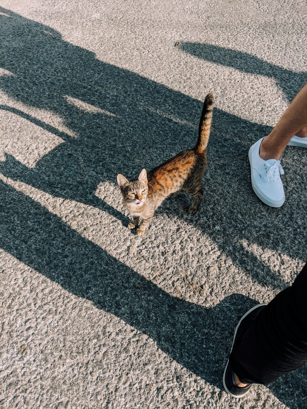 cat by person's feet