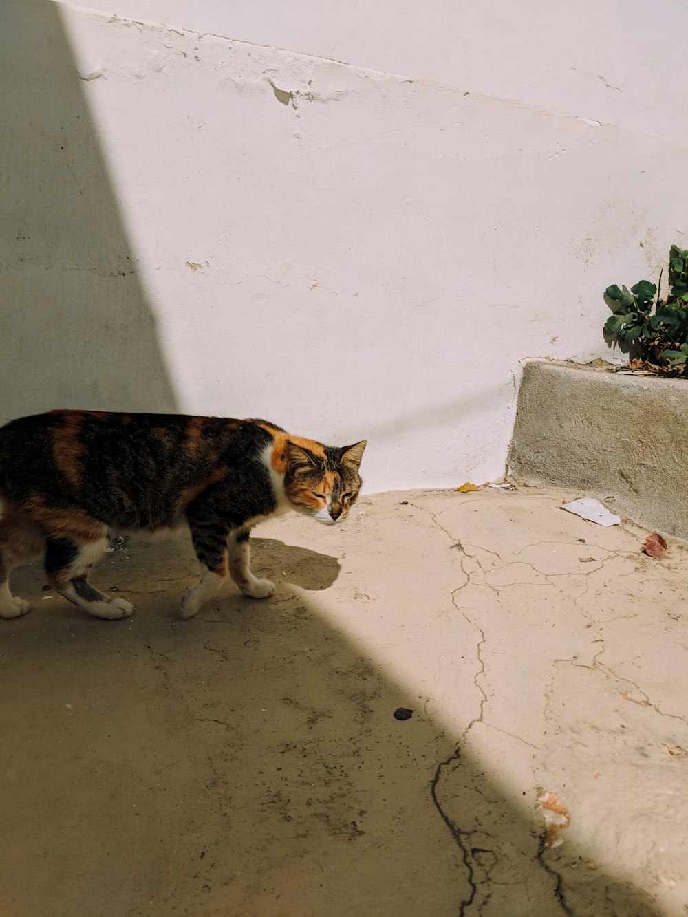 calico cat near wall