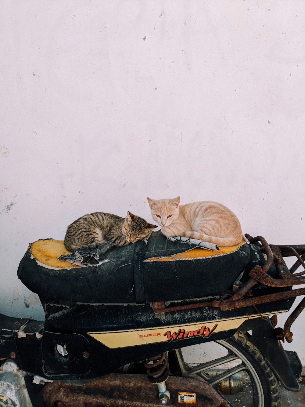 brown and orange tabby kittens