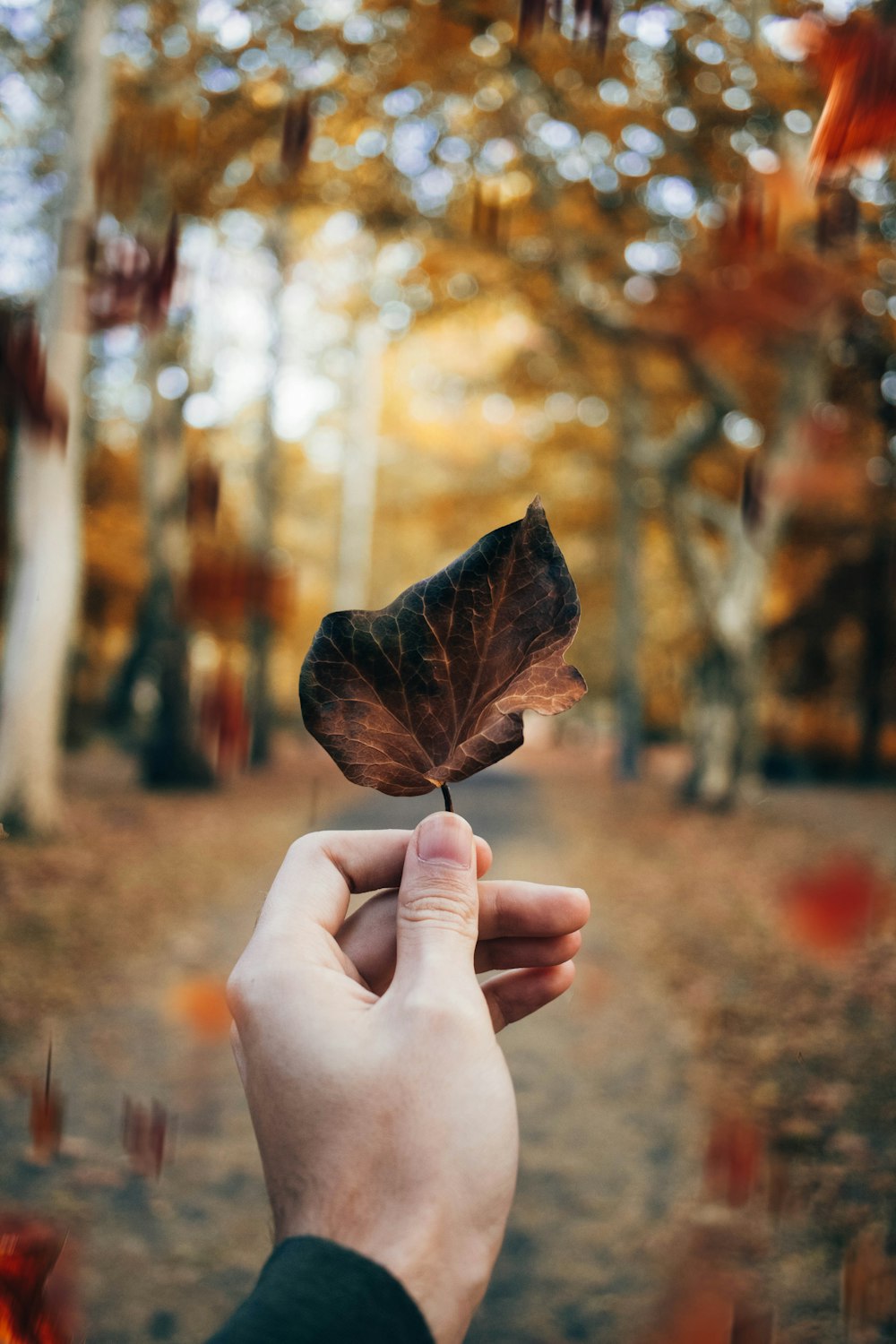 personne tenant une feuille brune