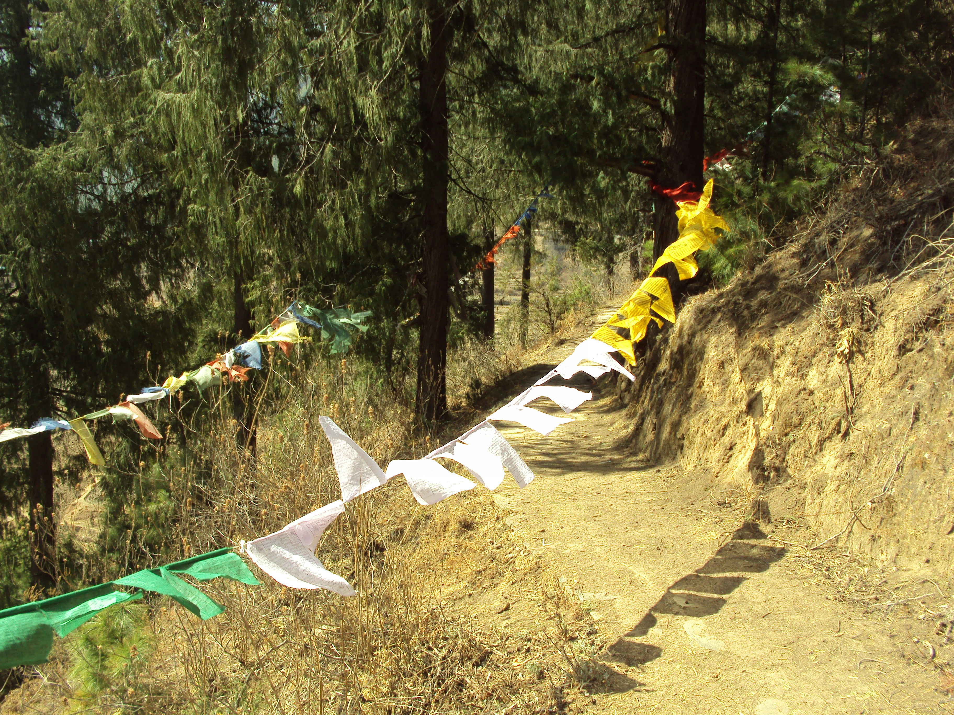 Serene mountain path leading to Pahadan Homestay with prayer flags and pine forests creating a welcoming spiritual atmosphere