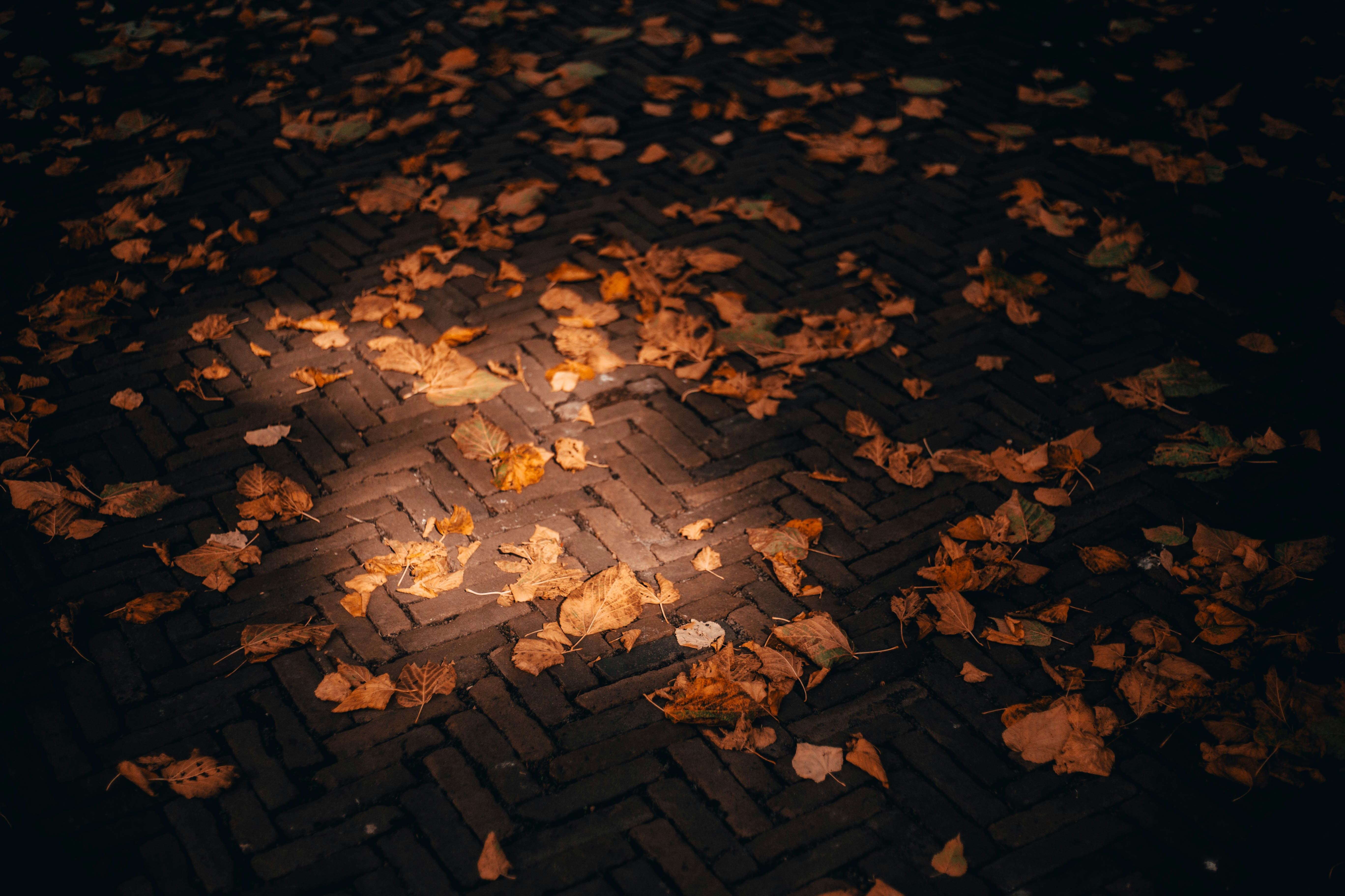 Afbeelding van 's-Gravenhage