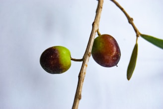 Two ripe olives with a variegated color of green and purple hang from a slender olive branch. The background is softly blurred, highlighting the detail of the leaves and fruit.
