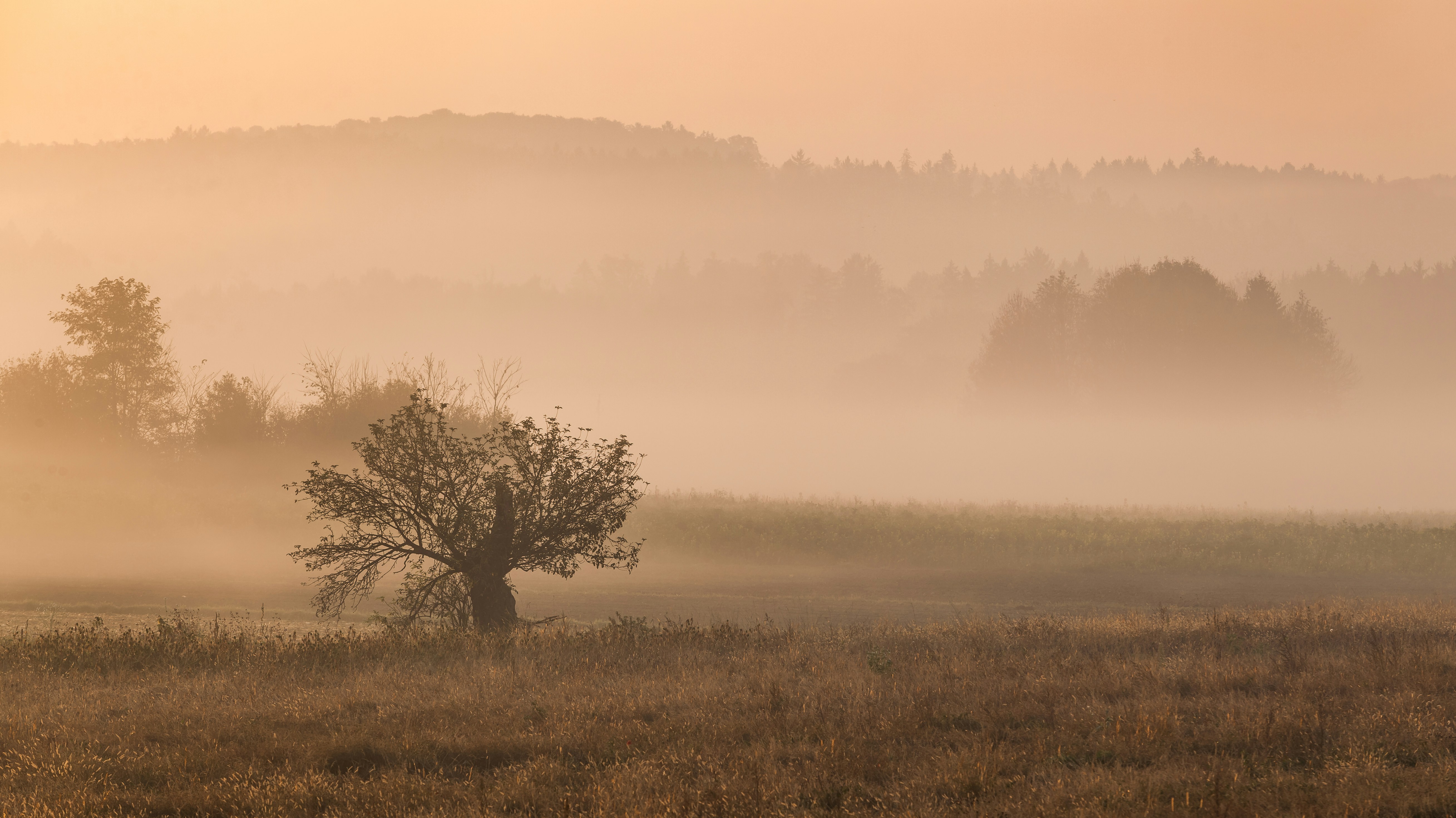 foto da paisagem de uma árvore de folha verde