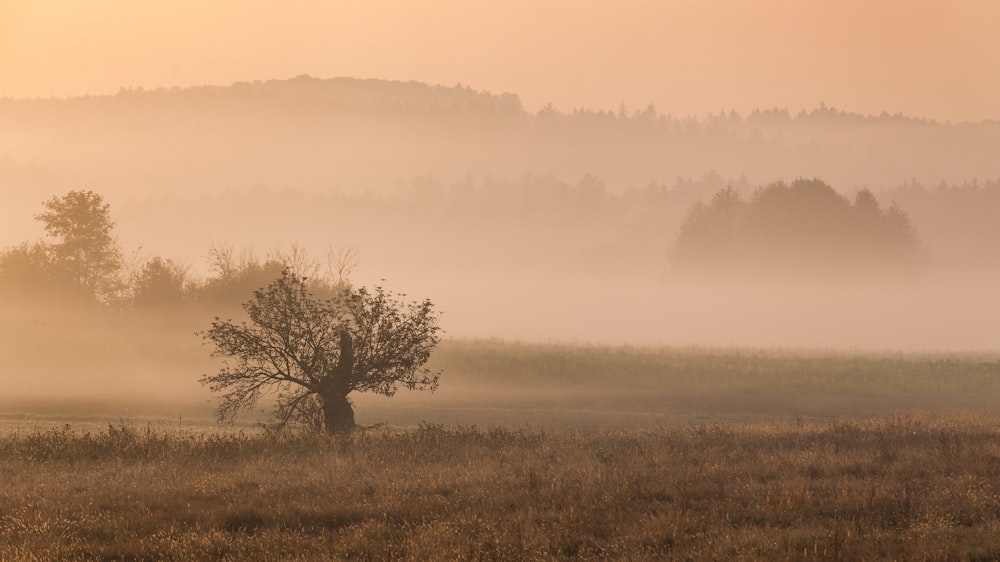 landscape photo of a green leaf trees