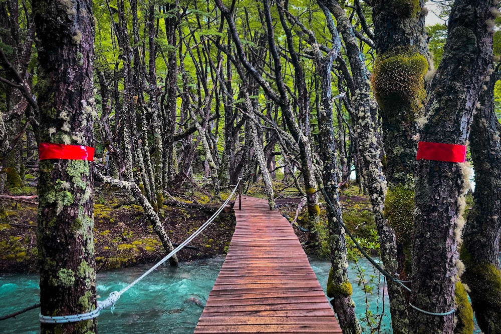 brown wooden hanging bridge tied on trees