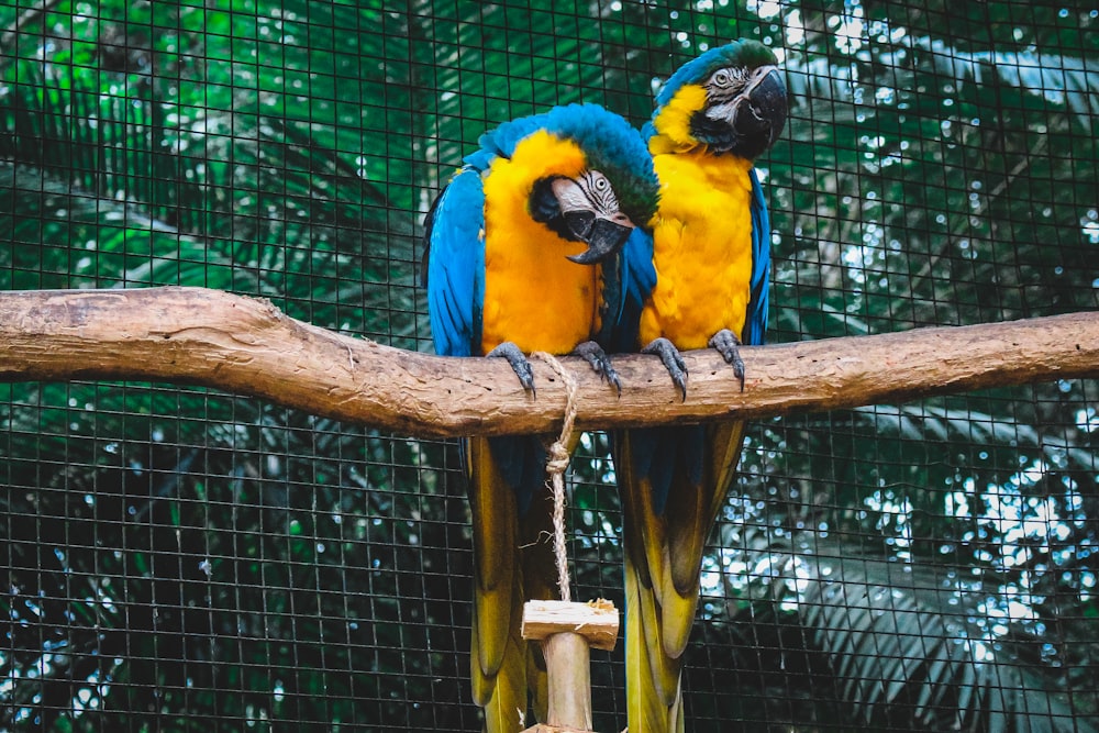 two blue-and-yellow Macaws perched on tree