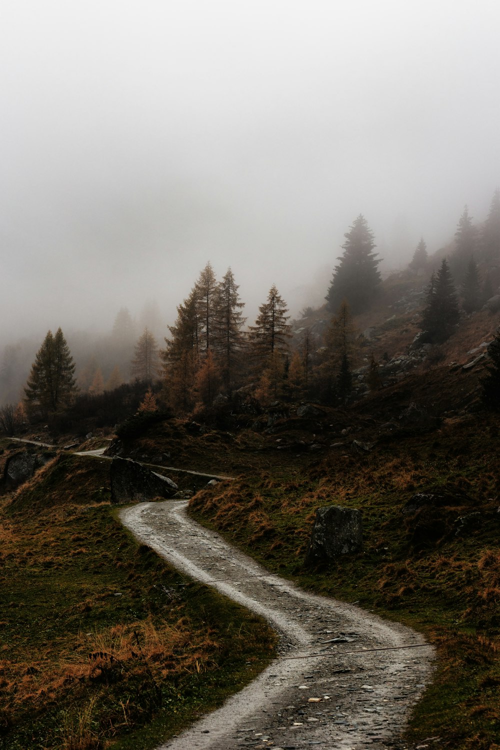 nebbia sul sentiero e sugli alberi