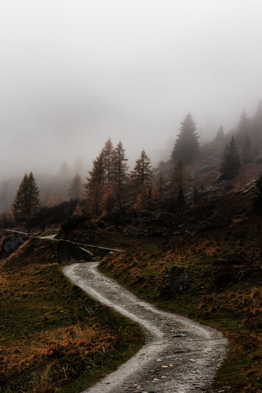 fog over walk path and trees in Rieserferner-Ahrn Nature Park Italy