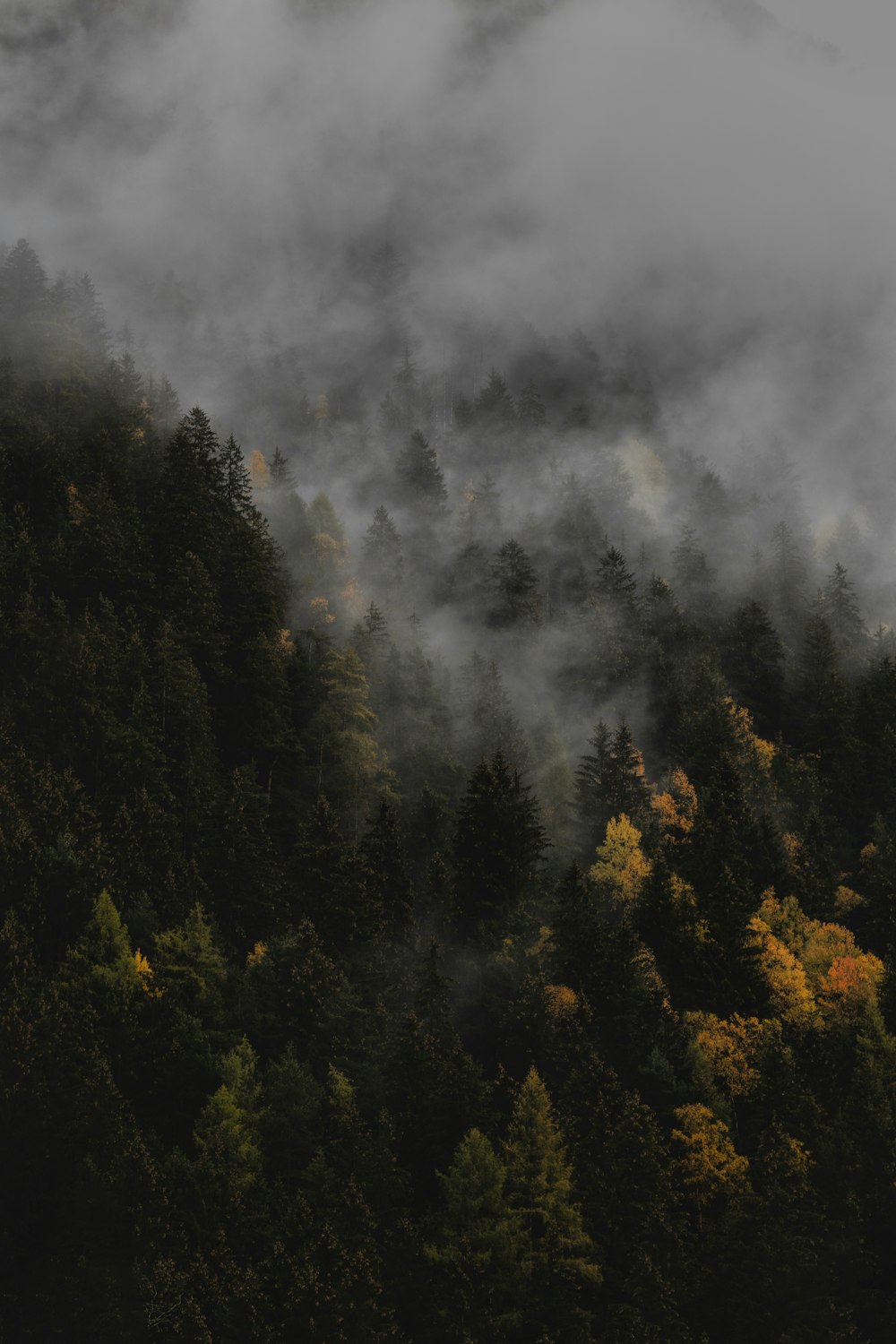 green leafed trees