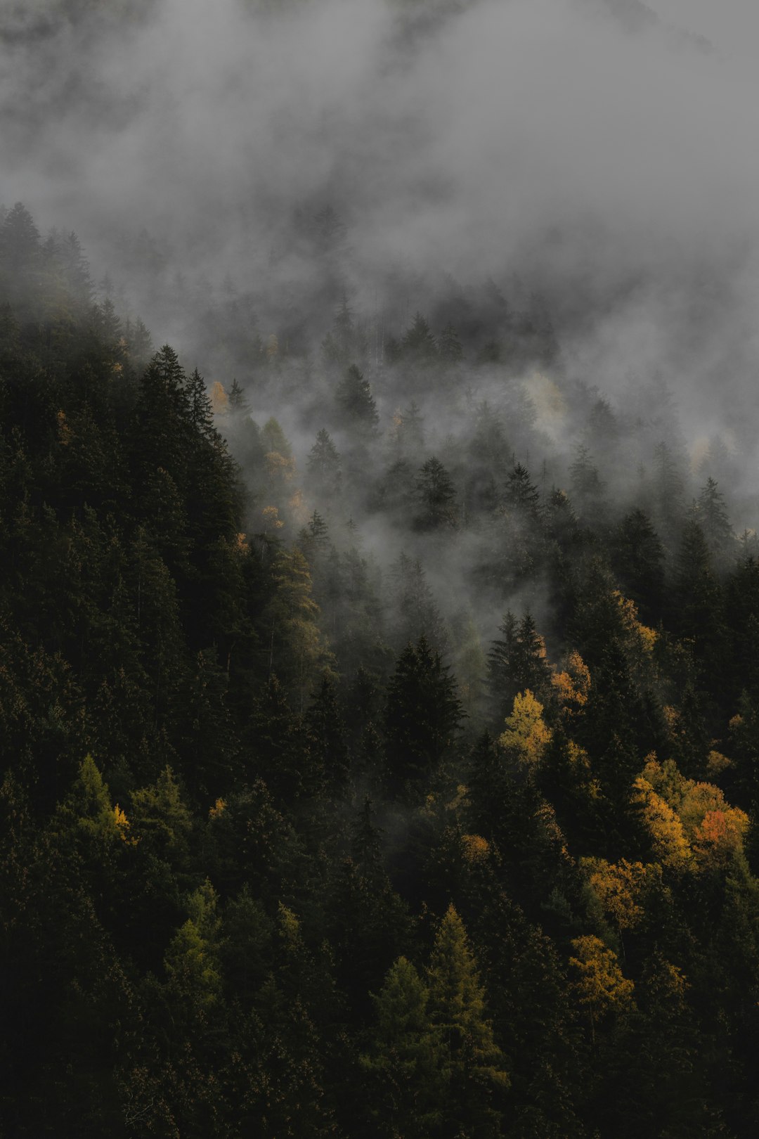 Forest photo spot Rieserferner-Ahrn Nature Park Lago di Braies