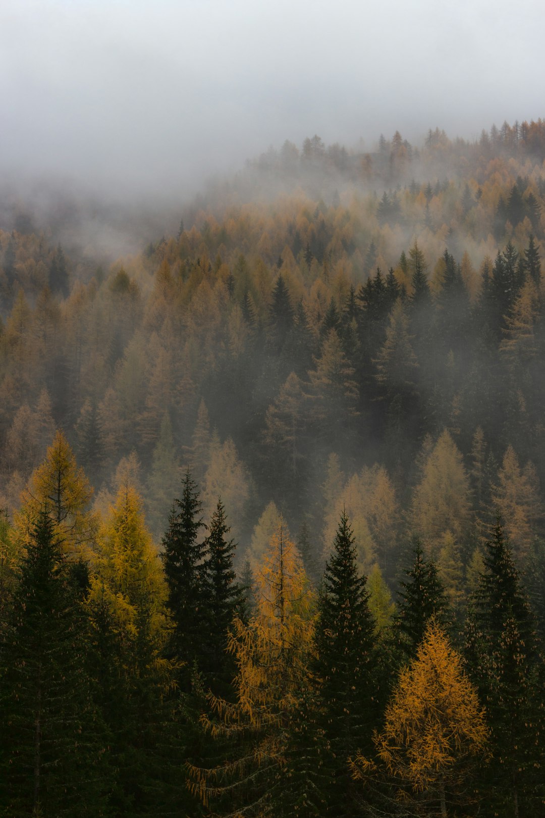 Forest photo spot Rieserferner-Ahrn Nature Park Bra