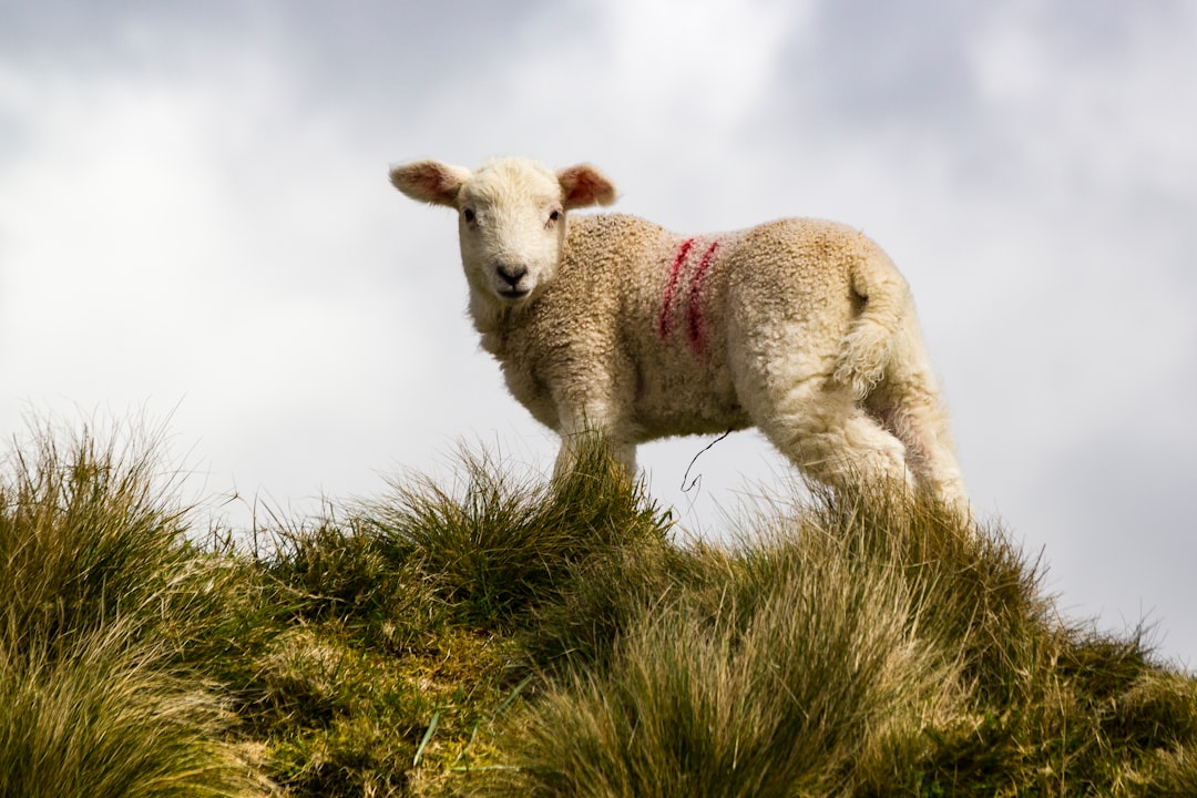 Wildlife photo spot Dartmoor Forest Cornwall