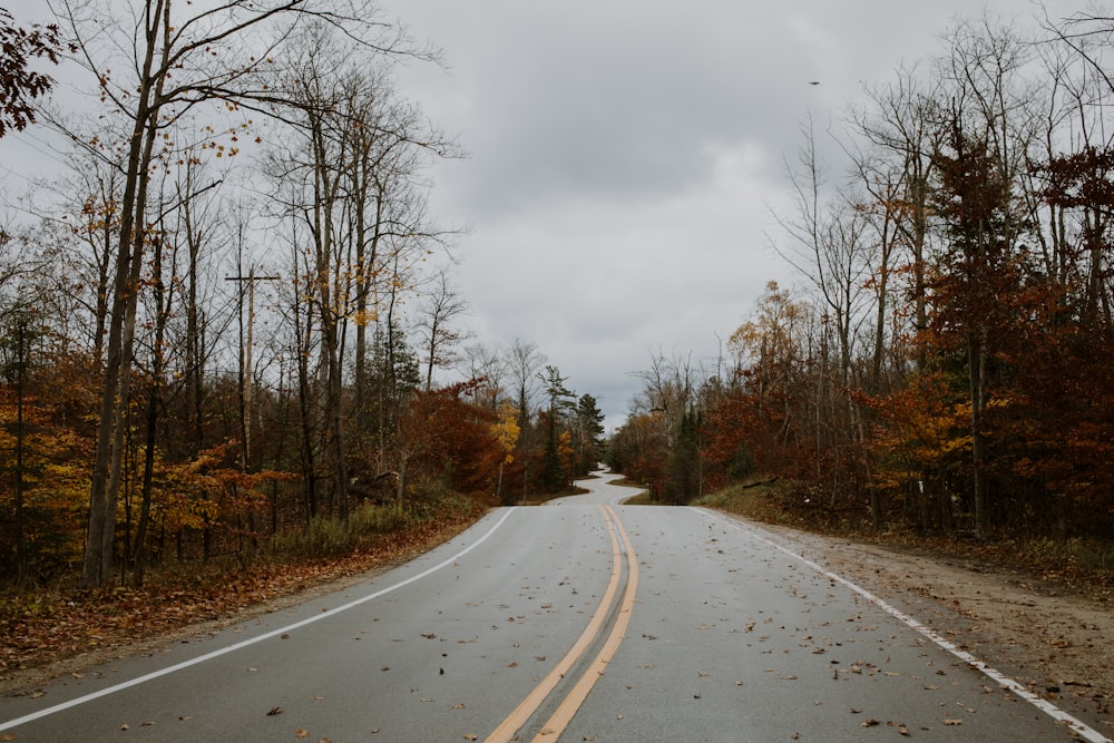 concrete road in forest