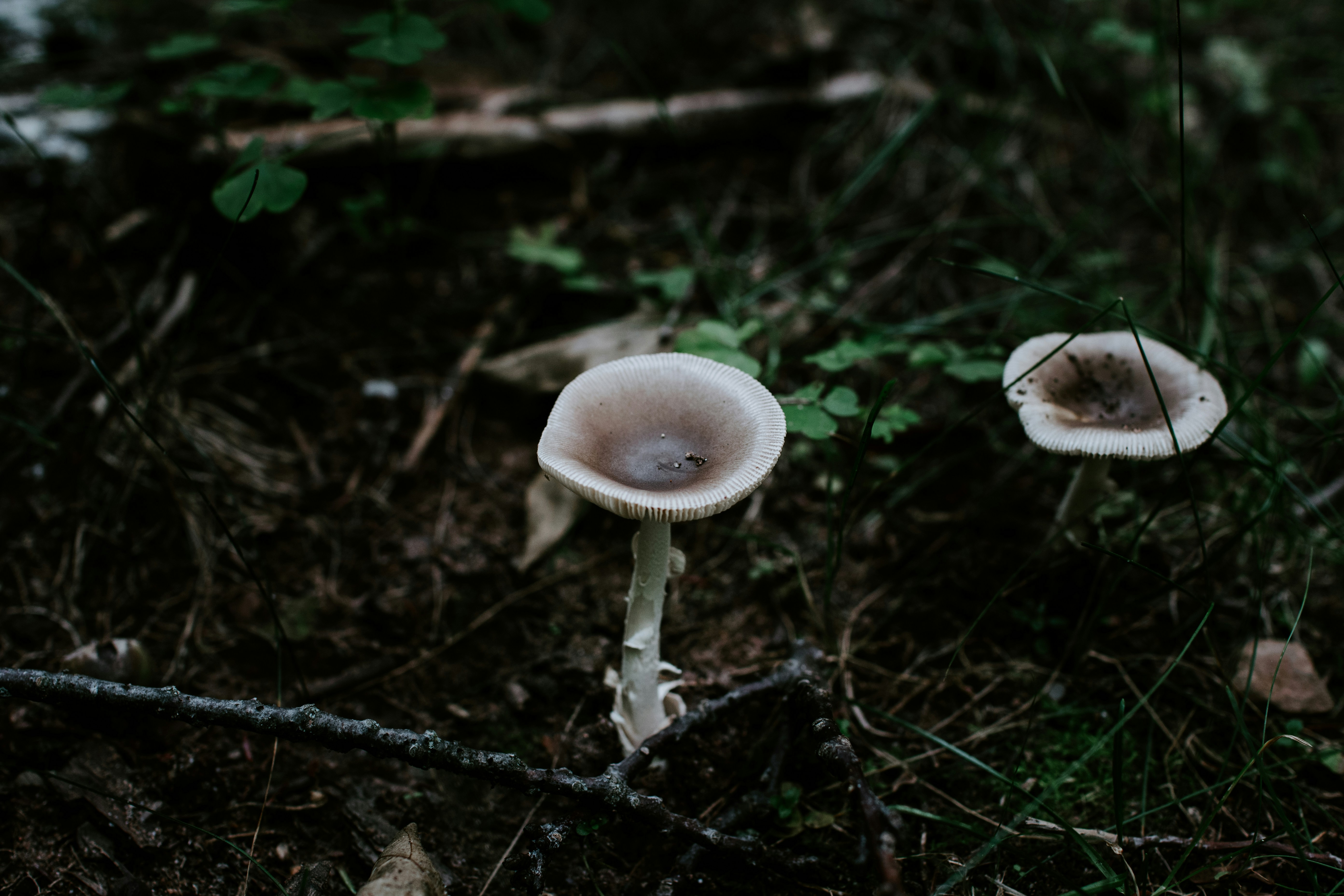 focus photography of white mushroom