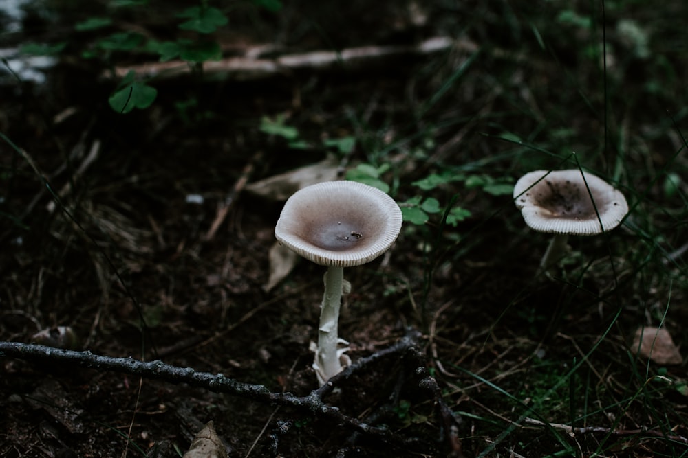 focus photography of white mushroom