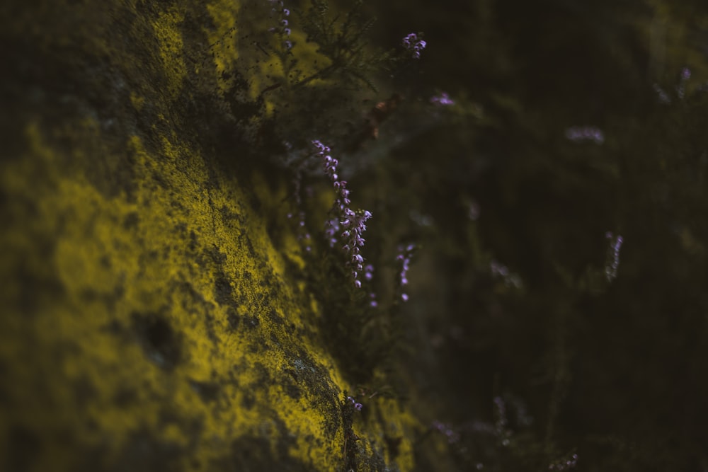 a close up of a tree with yellow moss growing on it