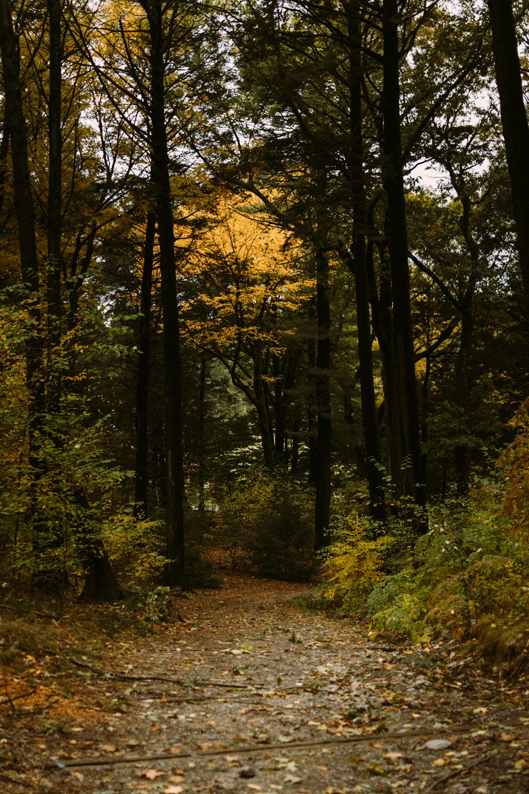 Forest photo spot Arnold Arboretum of Harvard University Boston