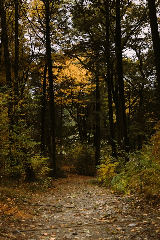 pathway between trees in Arnold Arboretum of Harvard University United States