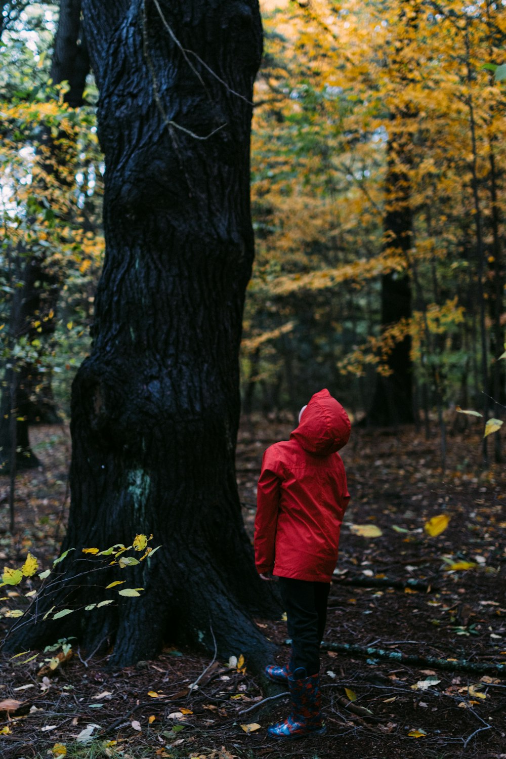 person looking up the tree