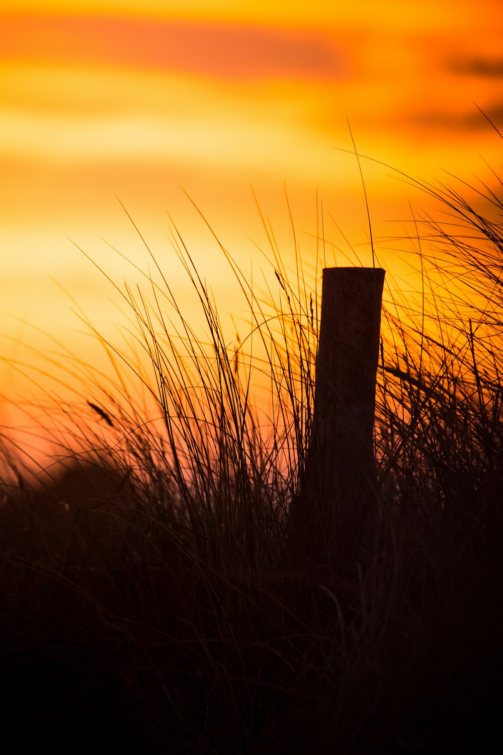 silhouette of grasses during golden hour