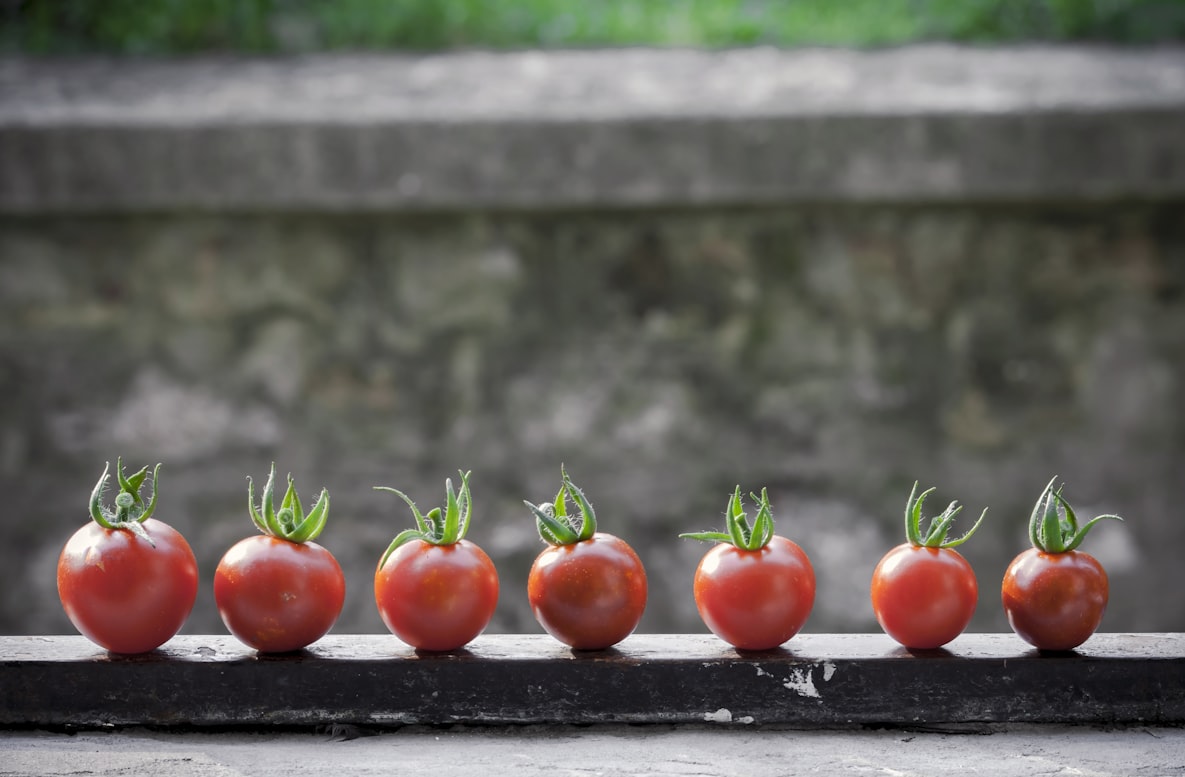 Tomatoes lined up on a window shelf in front of a blurred background