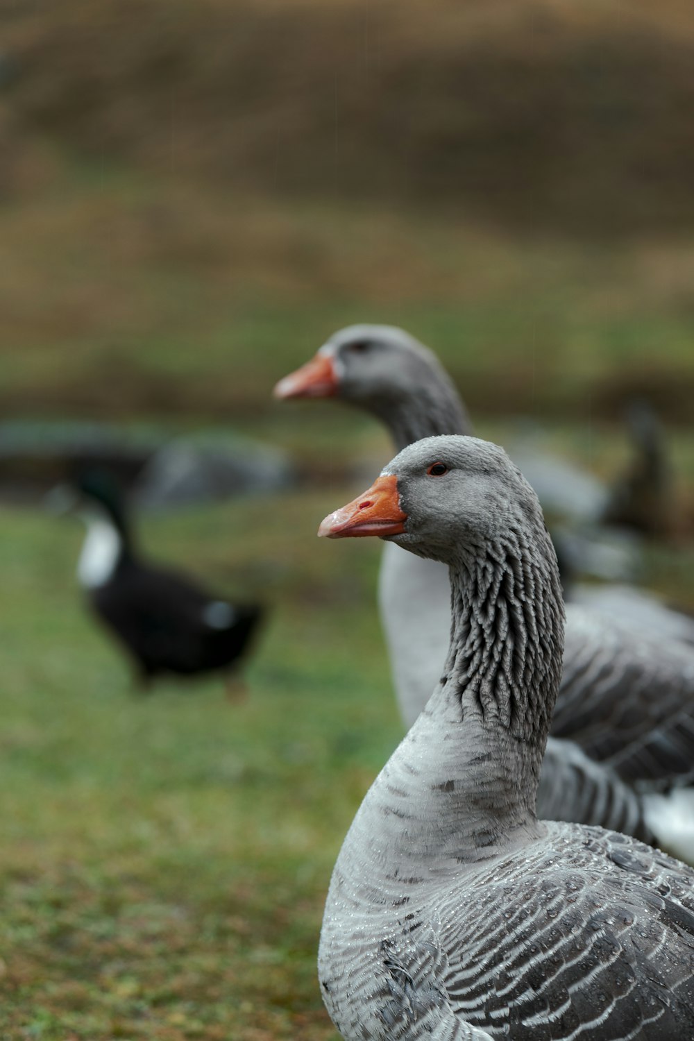gray and black ducks on green field