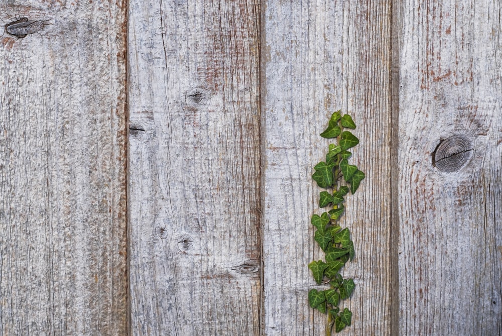 green leafed plant on brown wooden plank