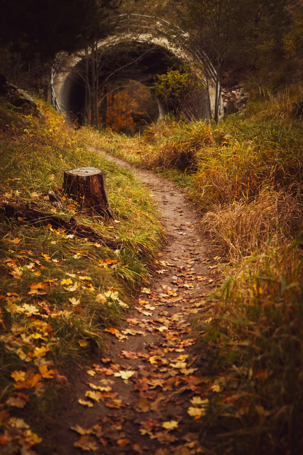 pathway towards tunnel