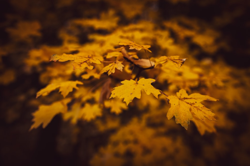 selective focus photography of maple leafs