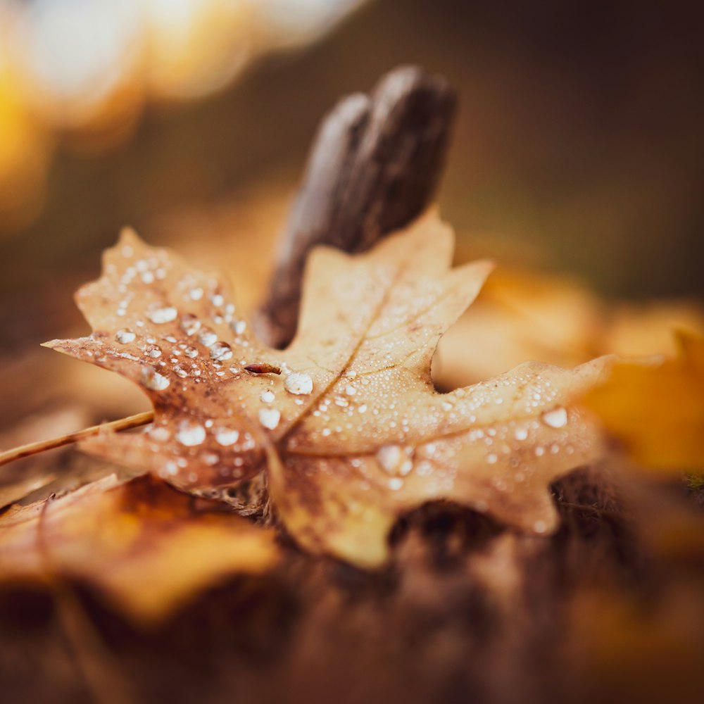 close-up photography of green maple leaf