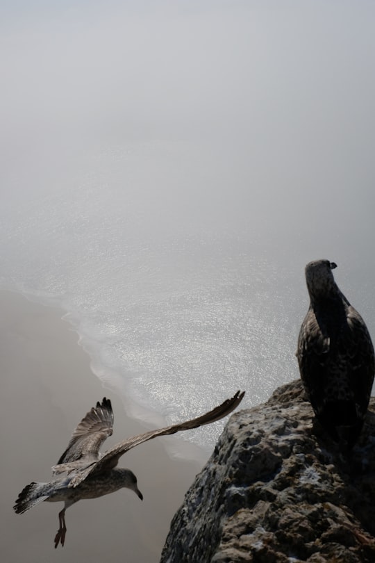 two birds on ledge in Nazaré Portugal