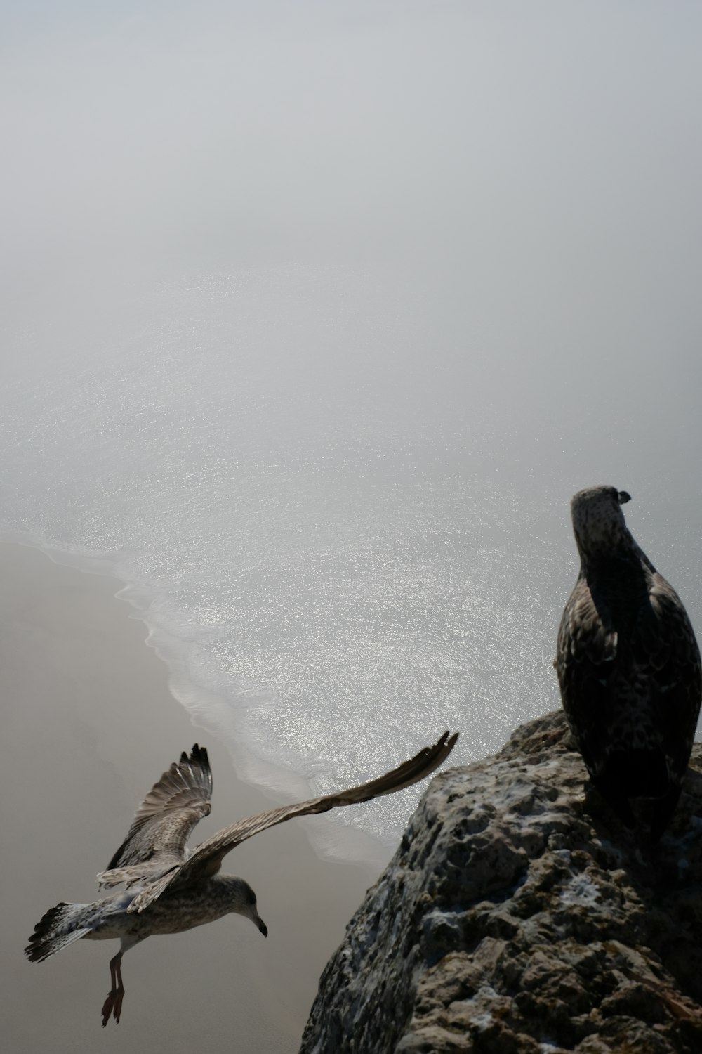 two birds on ledge