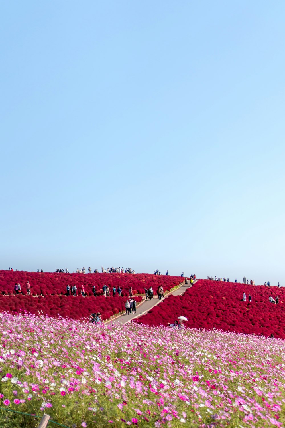 people on flower field