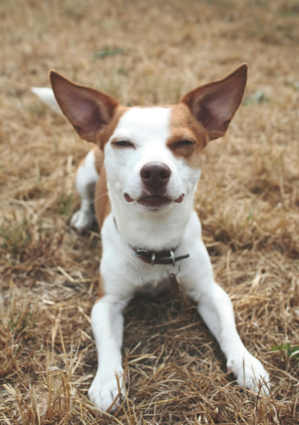 short-coated white and brown dog on withered grass field